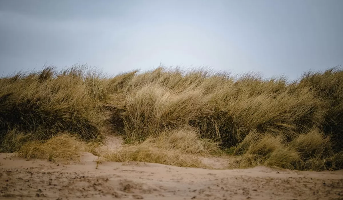 Concert Band & Campus Band