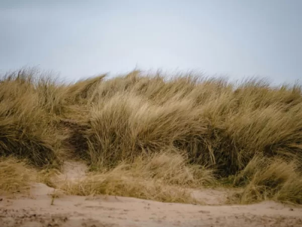 Concert Band & Campus Band