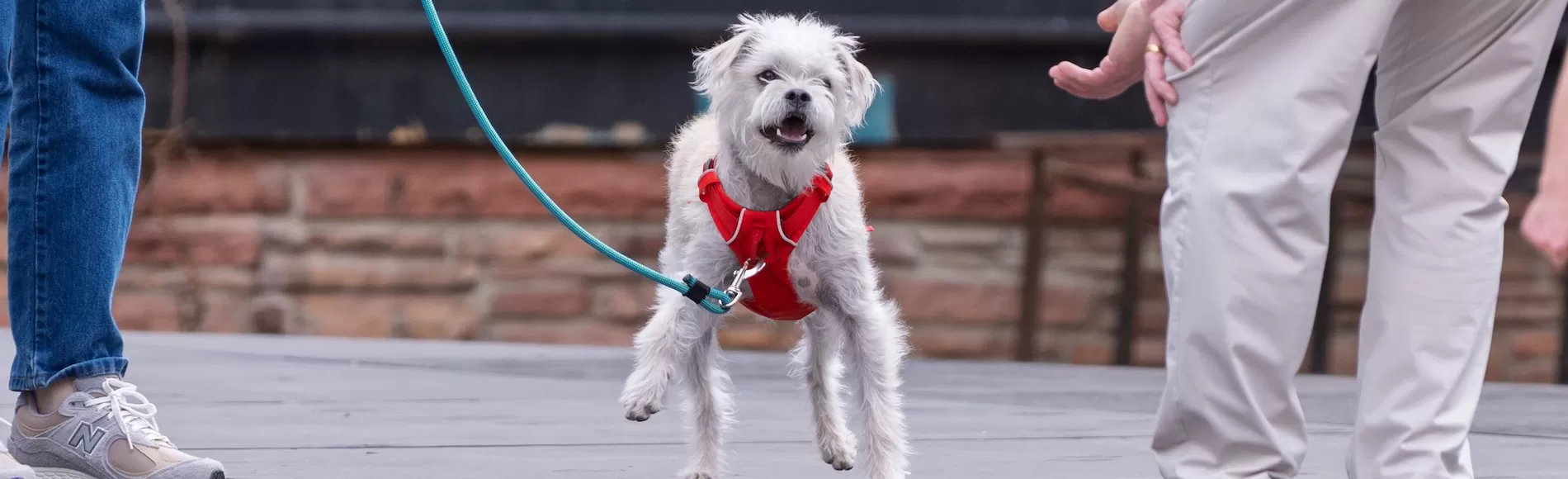 CSF Dog Audition Winners Announced!