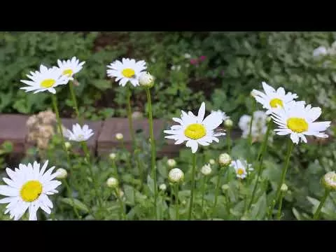 Visit the Colorado Shakespeare Gardens