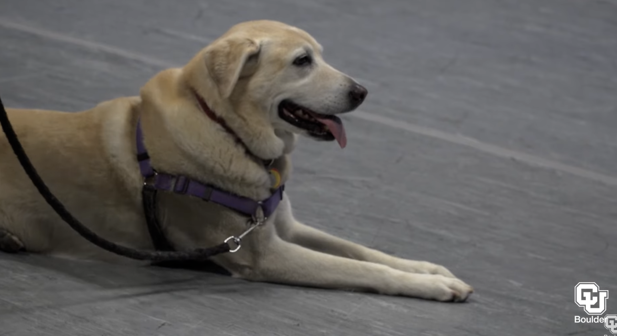 From CU Today: A Tale of Two Tails: Dog actors make debut at Colorado Shakespeare Festival