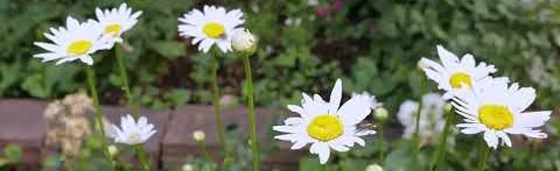 Visit the Colorado Shakespeare Gardens