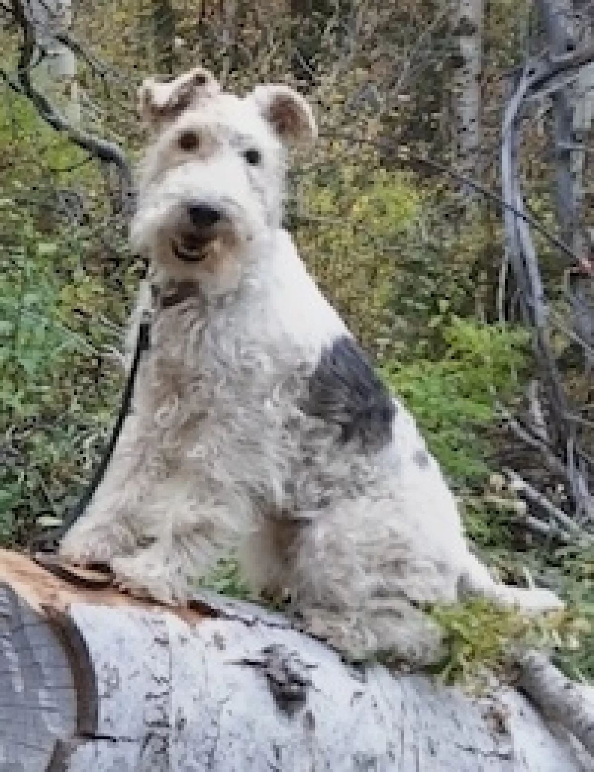 A white and black terrier sitting on a log in the forest