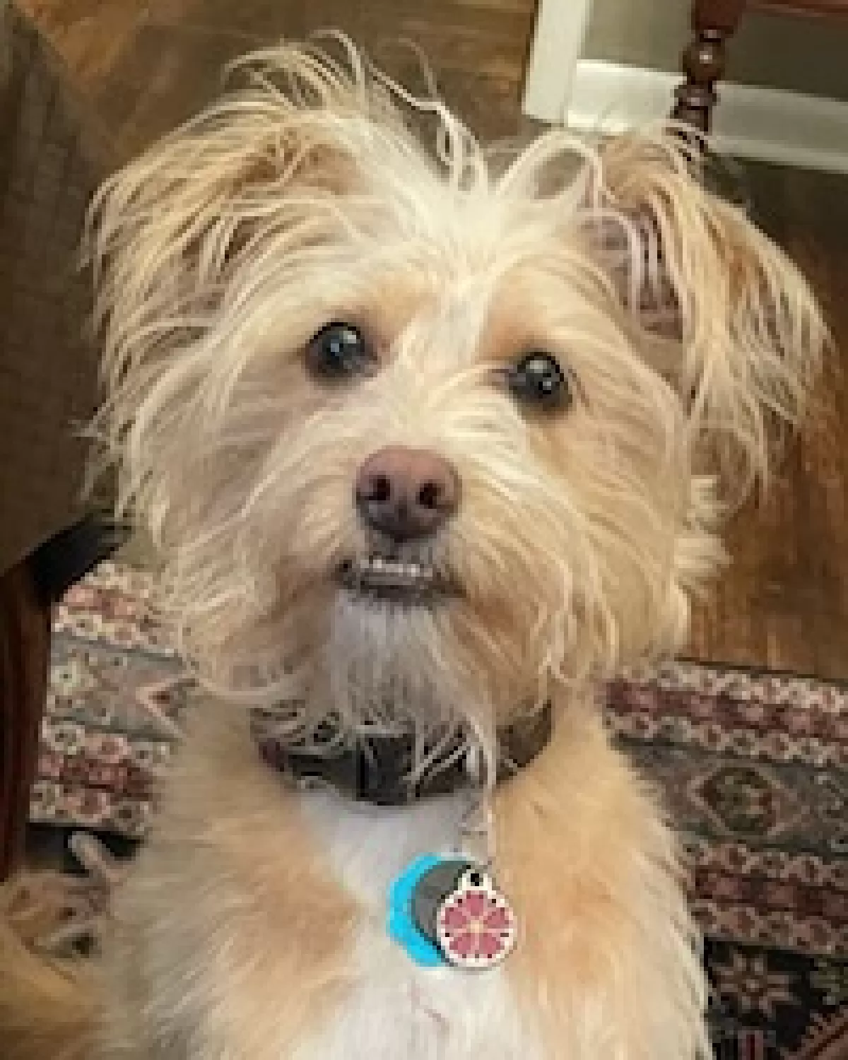 A small, cute tan shaggy dog looks curiously at the camera